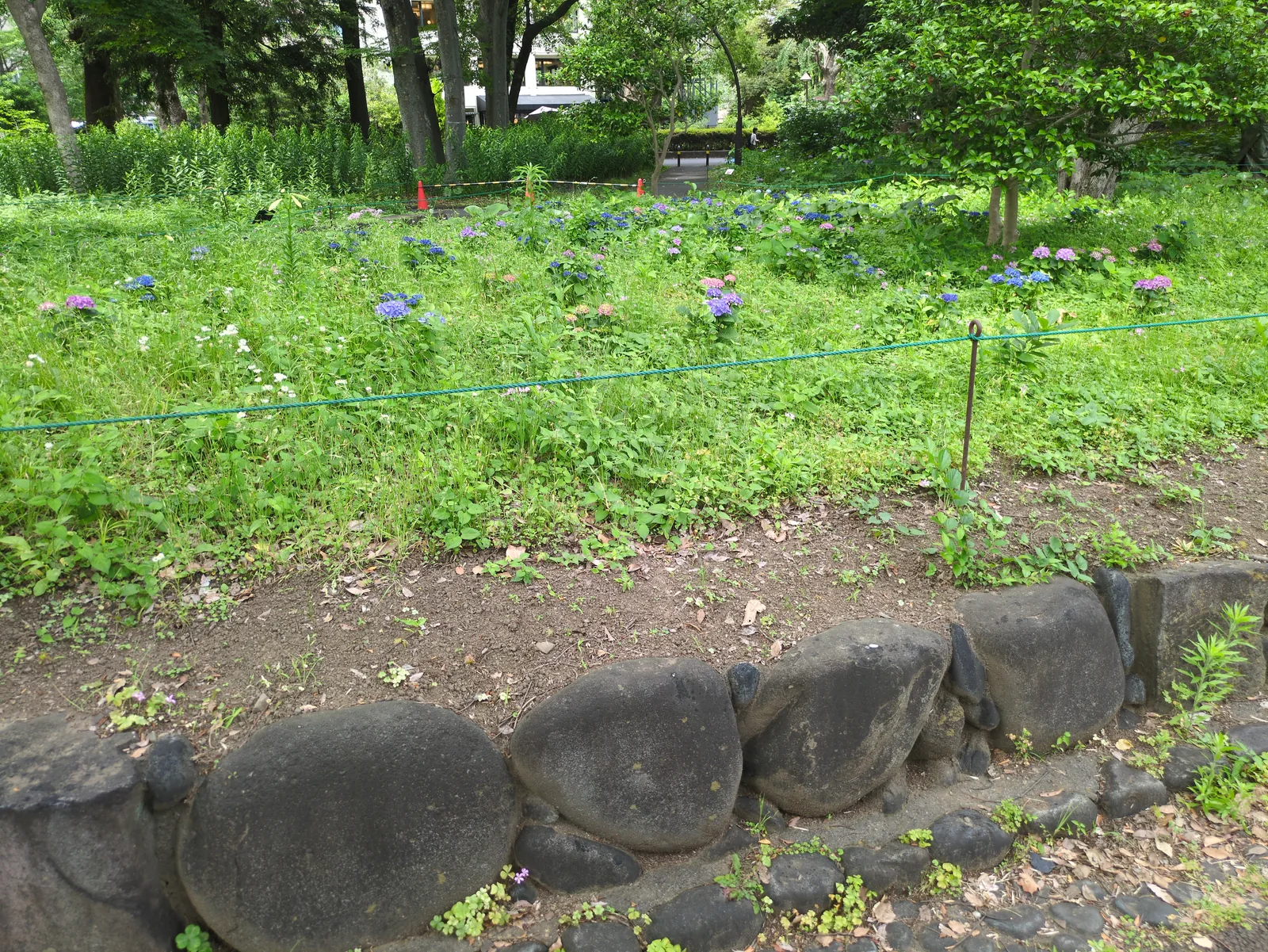 日比谷公園の木立の下に、青紫とピンクのあじさいが点々と咲く