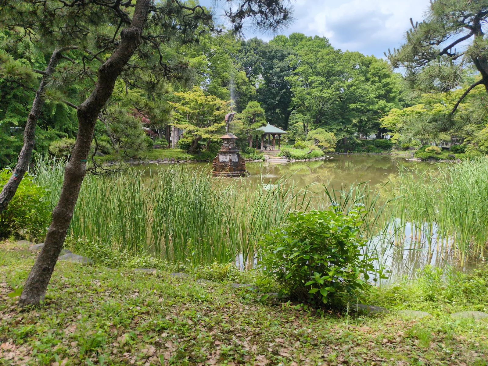 松と葦の向こう、雲形池の真ん中で水を噴き上げる鶴の噴水。奥に東屋が見える