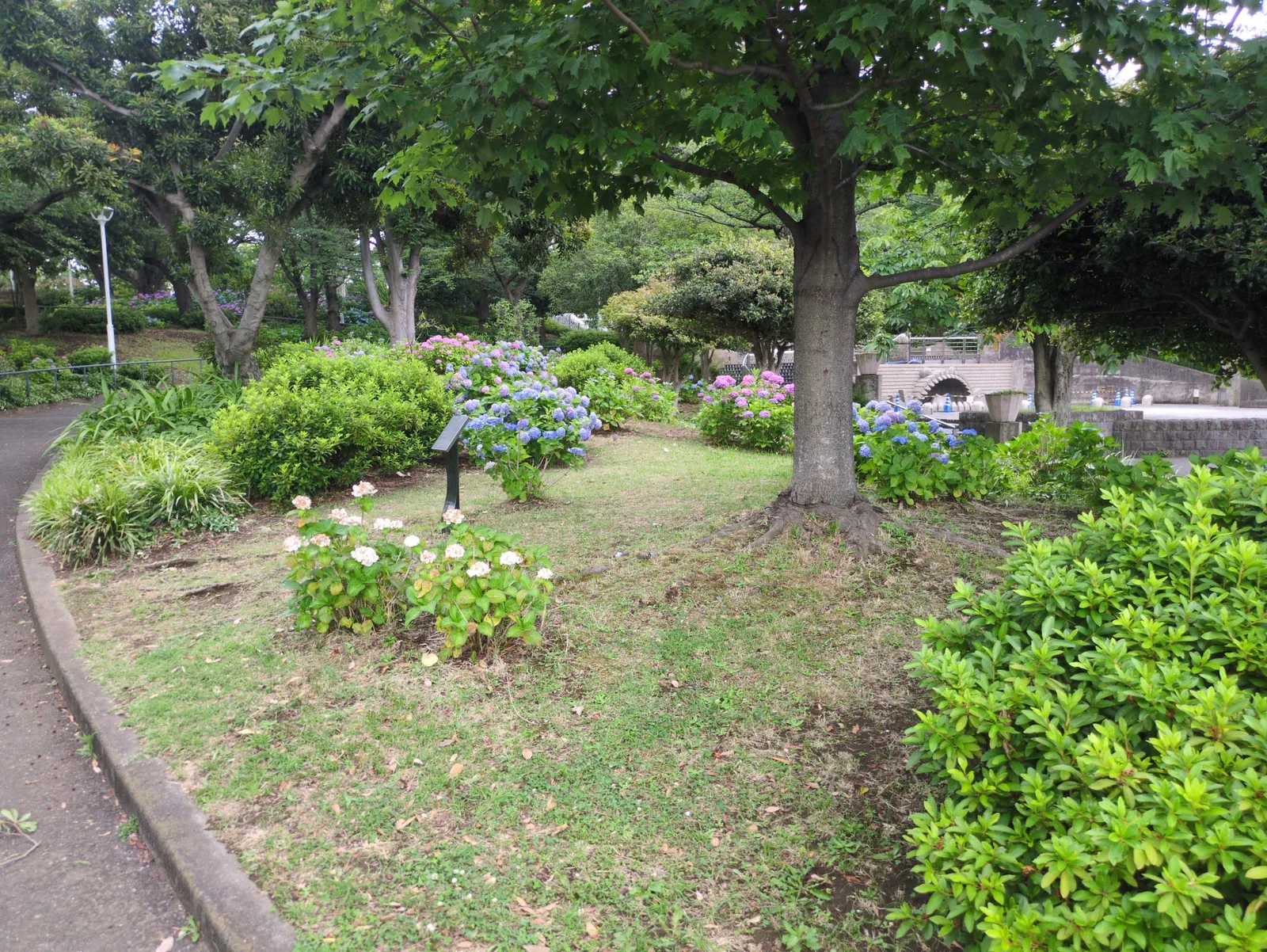 木陰に咲く青や紫の紫陽花